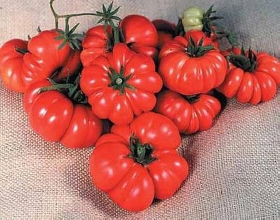 Costoluto (Genovese tomato) for planting in garden